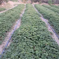 فروش نهال توتفرنگی روستای بادام درجبالبارز شمالی