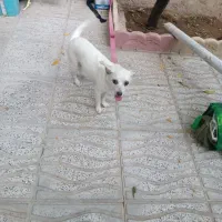 سگ پا کوتاه
