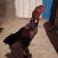 خروس لاری|حیوانات مزرعه|گنبد کاووس, |دیوار