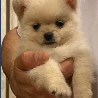 پامرین روباهی سه ماهه