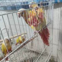 گرینچیک ، ردچیک ، سانچیک|پرنده|مشهد, کشف|دیوار