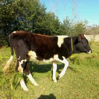 گاو یا گوساله ماده چالوسی تیپ دار ۴ ماهه لیشه|حیوانات مزرعه|گوراب زرمیخ, |دیوار