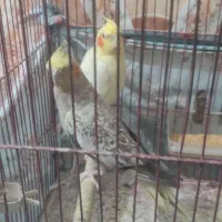 عروس هلندی