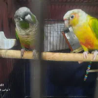 طوطی گرینچیک|پرنده|تربت‌حیدریه, شهید قرنی|دیوار