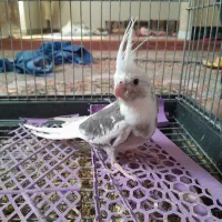 عروس هلندی|پرنده|هامون, |دیوار