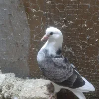 جوجه کبوتر پرشی