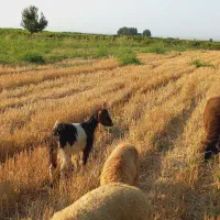 فروش بز با بزغالش