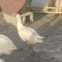 غاز|حیوانات مزرعه|شوشتر, |دیوار