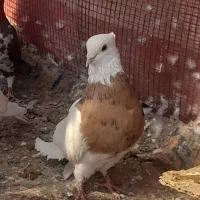 فروشی|پرنده|شیراز, شهرک بهار|دیوار