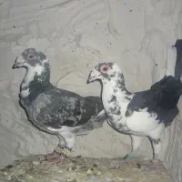 کفتر نر