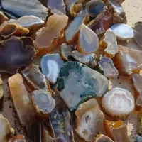 شجر|کلکسیون و سرگرمی|طرقبه, |دیوار