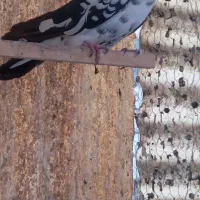 کفتر|پرنده|تهران, صفا|دیوار