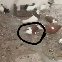 شیر سرخ