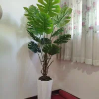 گل ها برگ انجیری خارجی