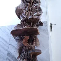 درختچه تزئینی بار