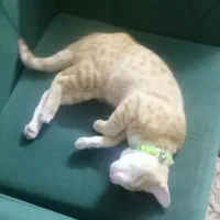 واگذاری ۲ گربه|گربه|گنبد کاووس, |دیوار