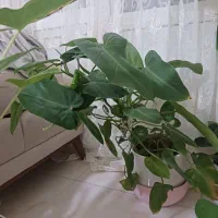 گل آپارتمانی|گل و گیاه طبیعی|پرند, فاز ۶|دیوار