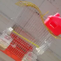 فنچ باقفس|پرنده|کرمان, |دیوار