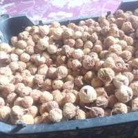 انجیر بش مروارید