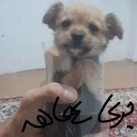 واگذاری سگ تویتگ فنجانی