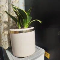 گل‌های آپارتمانی.زیبا وشیک