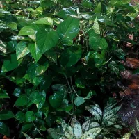 پتوس چماقی ۸۰ و ۱متر|گل و گیاه طبیعی|قم, خداکرم|دیوار