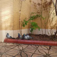 کبوتر تزئینی