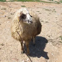 سلام یک قورچ داشتی وکشتی