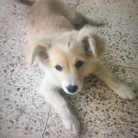 سگ نر نژاد اشپیترز پامرروباهی