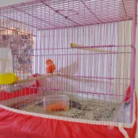 قناری پرتقالی برفی|پرنده|برازجان, |دیوار