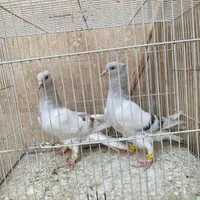 کله سفید بدون عیب وکاغذی دم سفید|پرنده|سبزوار, قصبه غربی|دیوار
