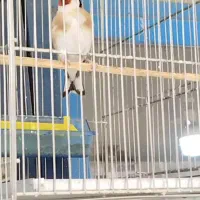 سهره نر بخون