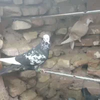 کشکیله هفرنگ|پرنده|سبزوار, شهرک ابوذر|دیوار