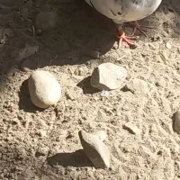 کفتر|پرنده|تخت, |دیوار