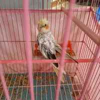 عروس هلندی جوجه|پرنده|رشت, کوی مهر|دیوار