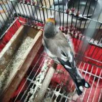 سهره دورگه زاغ