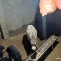 شیشک قوچ همو