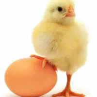 پخش تخم مرغ طلایی