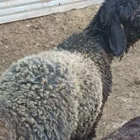 بره|حیوانات مزرعه|کیار, |دیوار