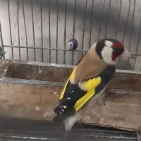 سهره سرسیاه|پرنده|شیراز, کوشک میدان|دیوار