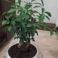 گل گیاه بن سای بنسای فیکوس