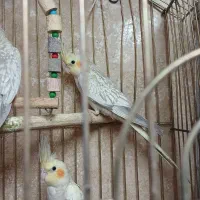 عروس هلندی|پرنده|تهران, منیریه|دیوار