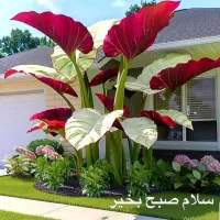 نیازمند سرمایه ازاد فوری