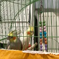 فروش عروس هلندی نر و ماده|پرنده|کرمان, |دیوار