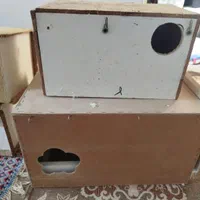 لانه برای تخم کردن عروس هلندی