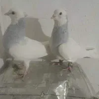 چهار جفت کفتر