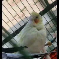 عروس هلندی گمشده