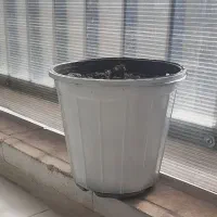 سه عدد گلدان یک شکل و یک گلدان سفید|گل و گیاه طبیعی|شاهین‌شهر, فردوسی|دیوار