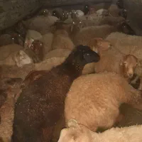 چند عدد بر نروماده صحرای