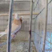 کفتر پرشی|پرنده|اصفهان, شاهد|دیوار